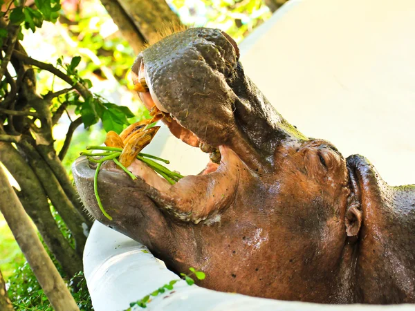 Nilpferd frisst Gemüse im Zoo — Stockfoto