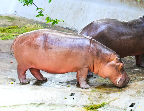 Hipopótamo de pie en la planta baja . —  Fotos de Stock