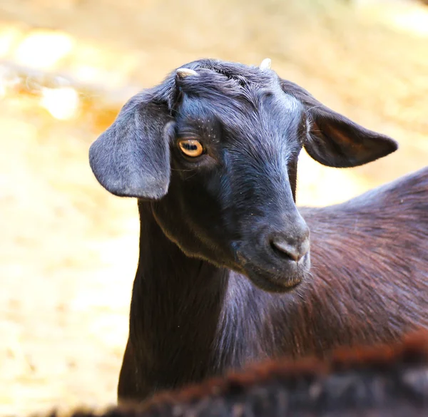 Zwarte geit, in een dierentuin — Stockfoto