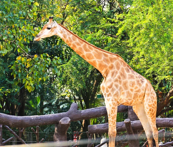 Jirafa de pie en un zoológico . —  Fotos de Stock