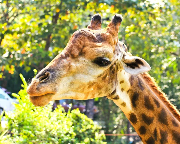 Närbild porträtt av giraff — Stockfoto