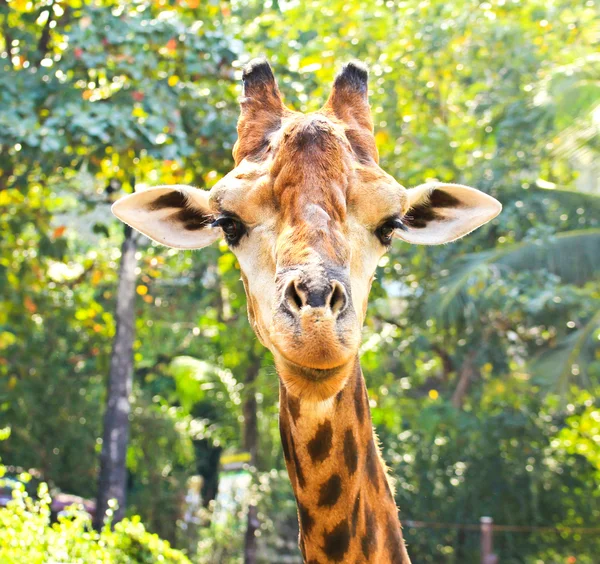 Närbild porträtt av giraff — Stockfoto