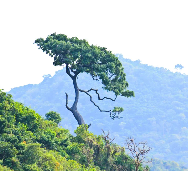 Beautiful tree — Stock Photo, Image