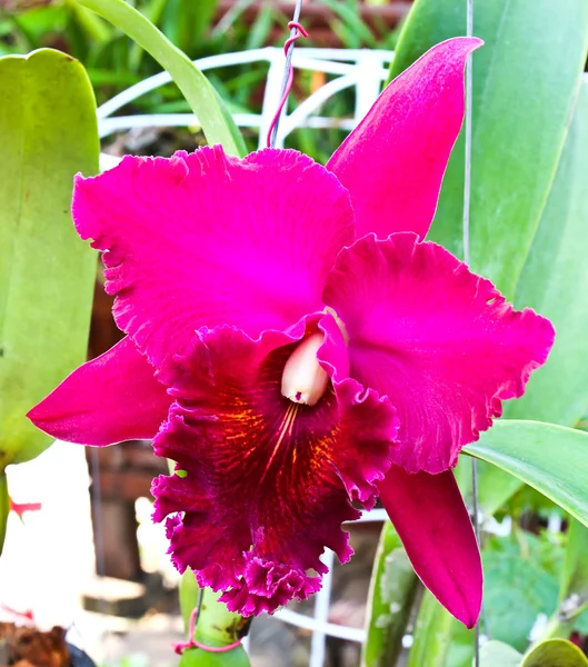 Violet cattleya fleur d'orchidée — Photo