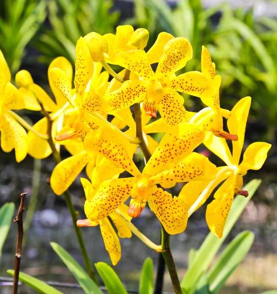 美しい黄色の蘭の庭 — ストック写真