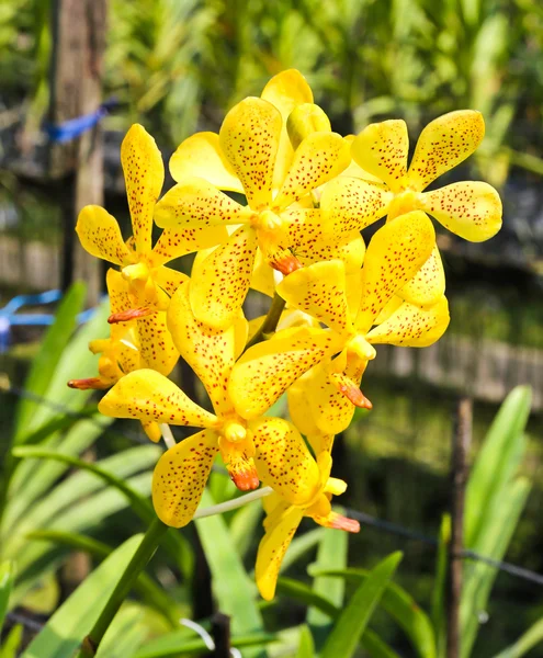 Hermosa orquídea amarilla en jardín — Foto de Stock