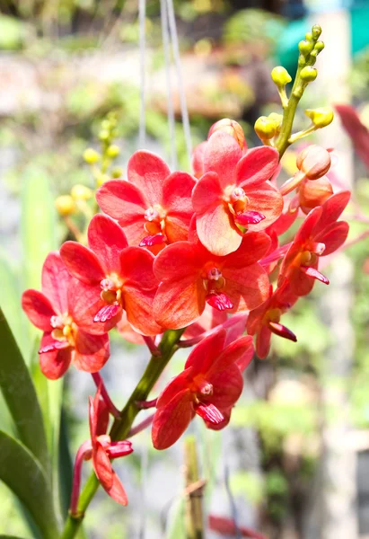 Hermosa orquídea en jardín — Foto de Stock