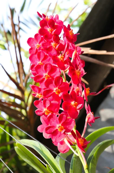 美しい蘭の花の庭 — ストック写真