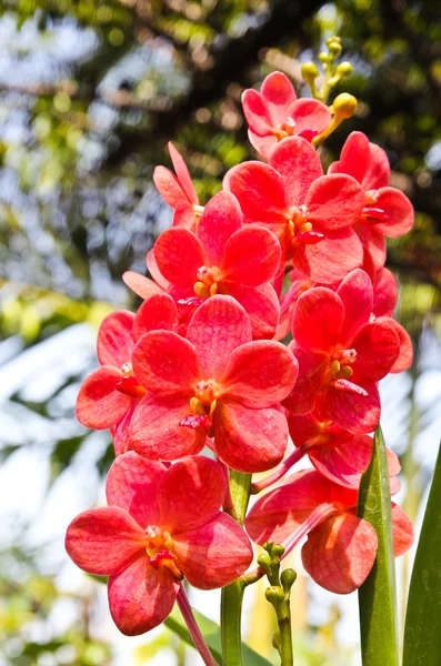 Hermosa orquídea en jardín — Foto de Stock