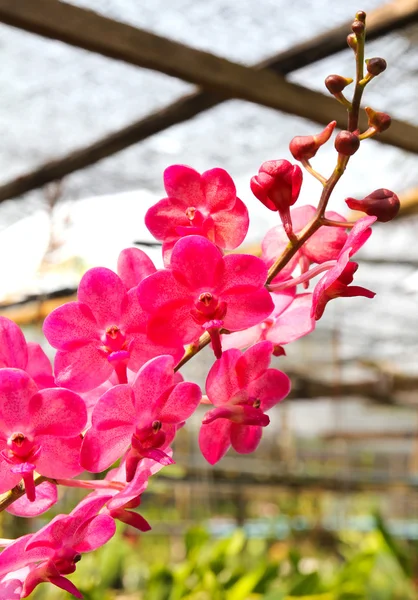 Hermosa orquídea en jardín — Foto de Stock