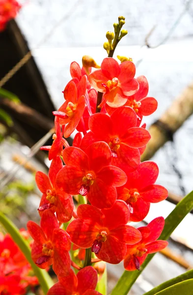 Красивая орхидея в саду — стоковое фото