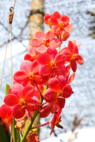 Красивая орхидея в саду — стоковое фото