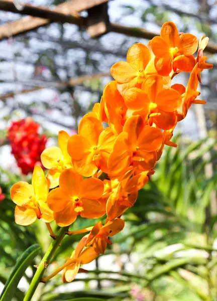 美しい蘭の花の庭 — ストック写真