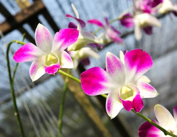 Orquídea bonita no jardim — Fotografia de Stock