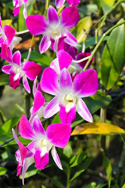 美しい蘭の花の庭 — ストック写真