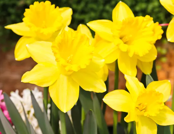 Színes tulipánok a kertben — Stock Fotó