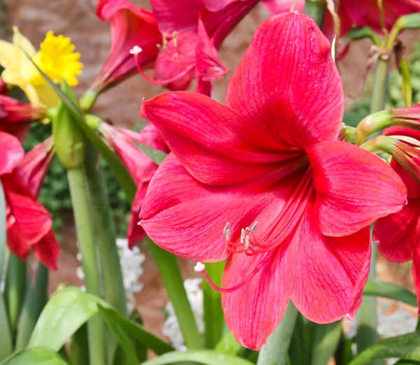 Красочные тюльпаны в саду — стоковое фото