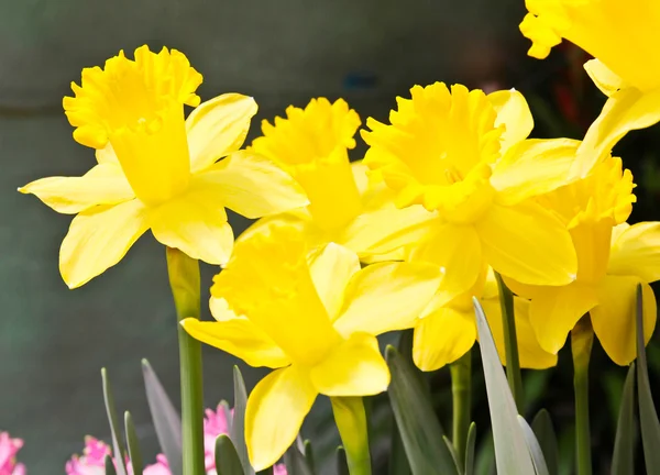 Tulipas coloridas no jardim — Fotografia de Stock