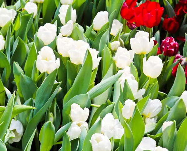 Colorful Tulips in Garden — Stock Photo, Image