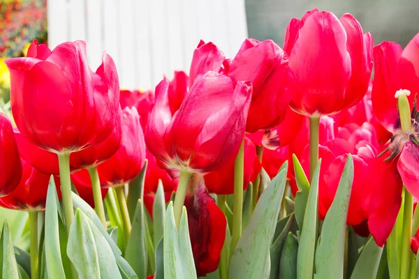 Colorful Tulips in Garden — Stock Photo, Image