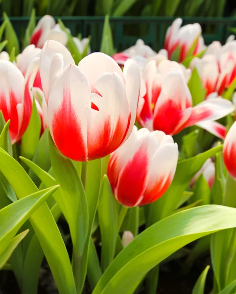 Colorful Tulips in Garden — Stock Photo, Image