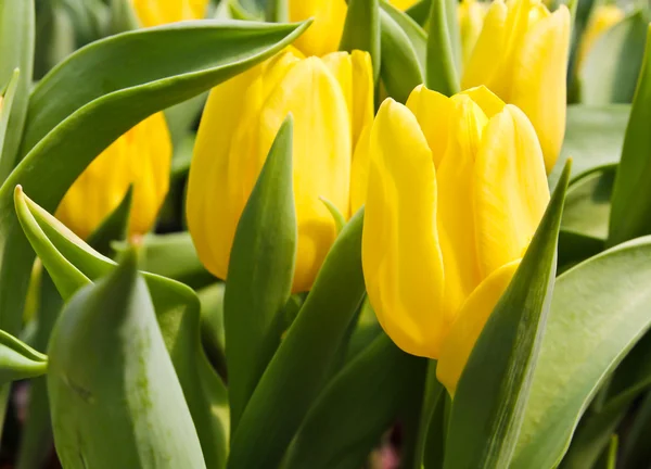 Tulipanes coloridos en el jardín — Foto de Stock