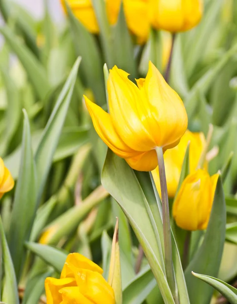 Tulipanes coloridos en el jardín — Foto de Stock