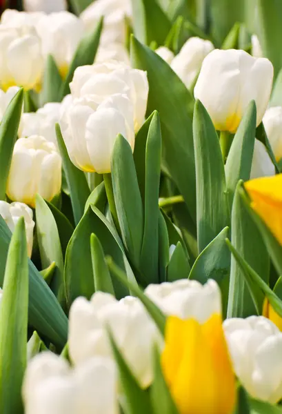 Színes tulipánok a kertben — Stock Fotó