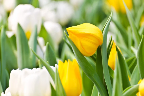 Tulipas coloridas no jardim — Fotografia de Stock