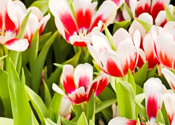 Colorful Tulips in Garden — Stock Photo, Image