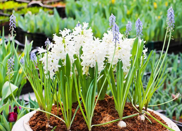 Tulipani variopinti in Giardino — Foto Stock