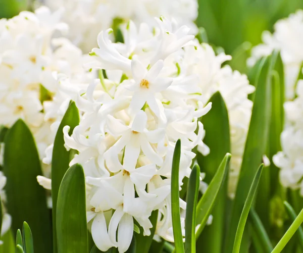 Színes tulipánok a kertben — Stock Fotó