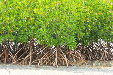 Mangrove plant in sea shore aerial roots clipart
