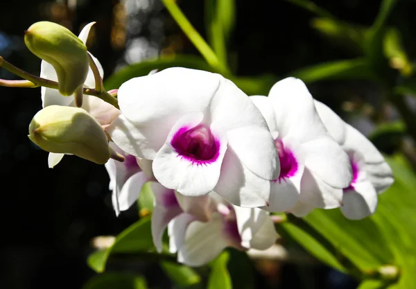 Hermosa orquídea — Foto de Stock