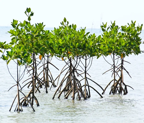 Mangrove növény, a tenger partján légi gyökerek — Stock Fotó