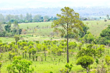 tropikal orman,: phetchabun, thailand