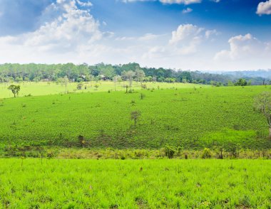 Çimen ve mavi gökyüzü