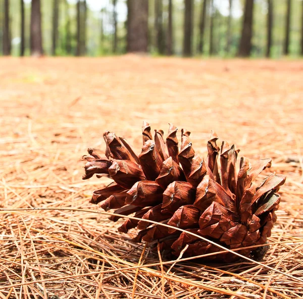 Pine cones on the ground. — Stock Photo, Image