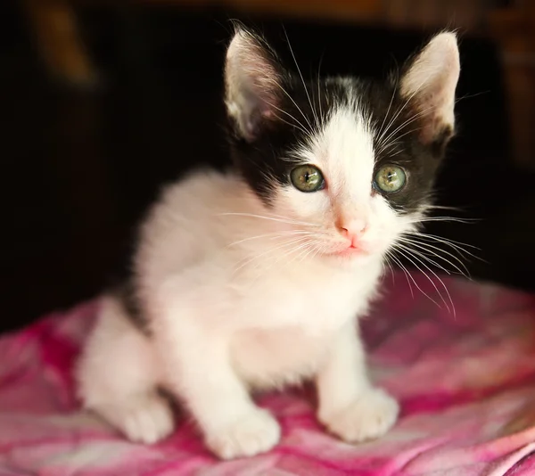 Tay yavru kedi — Stok fotoğraf