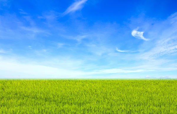 Campo verde sotto il cielo di nuvole blu. Bellezza natura sfondo — Foto Stock