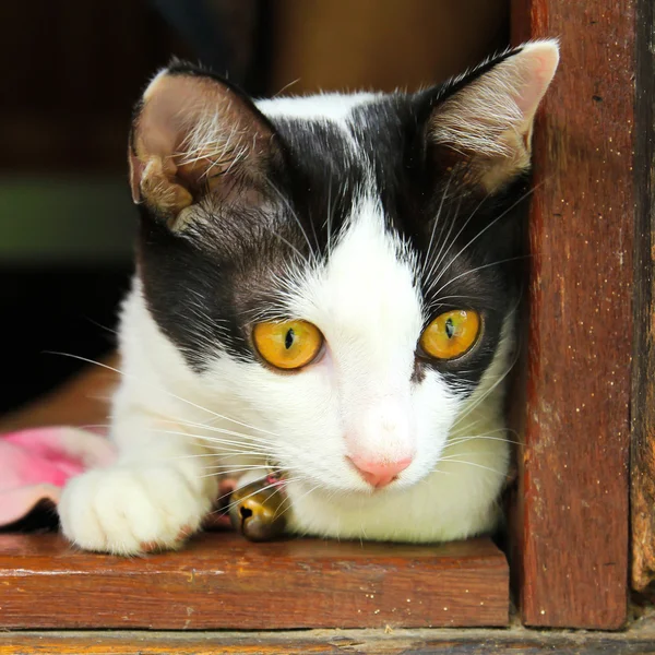 Gato tailandês — Fotografia de Stock