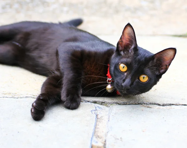 Thai Cat — Stock Photo, Image