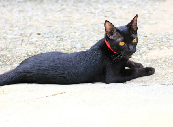 Thai Cat — Stock Photo, Image