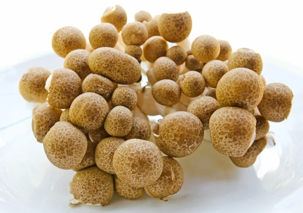 Brown beech mushrooms — Stock Photo, Image