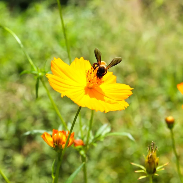 Bee and Cosmos Flower — Stock Photo, Image