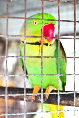 Kafesteki yeşil papağan