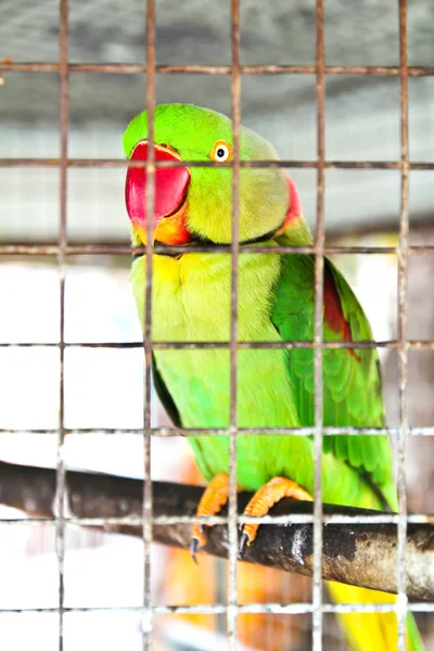 笼中的绿鹦鹉 — 图库照片