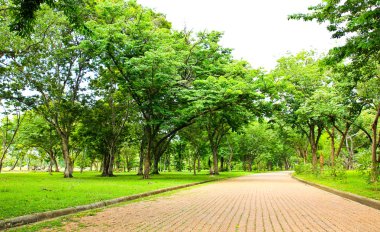 Parkta yürüyüş yolu