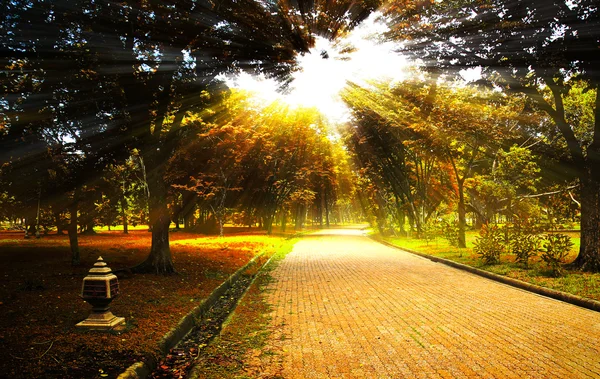 Sunlighted żółty drzewo jesień w parku — Zdjęcie stockowe