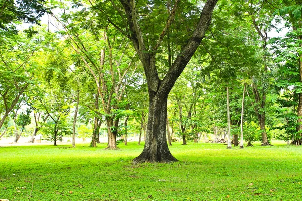 Parkta yeşil ağaçlar — Stok fotoğraf